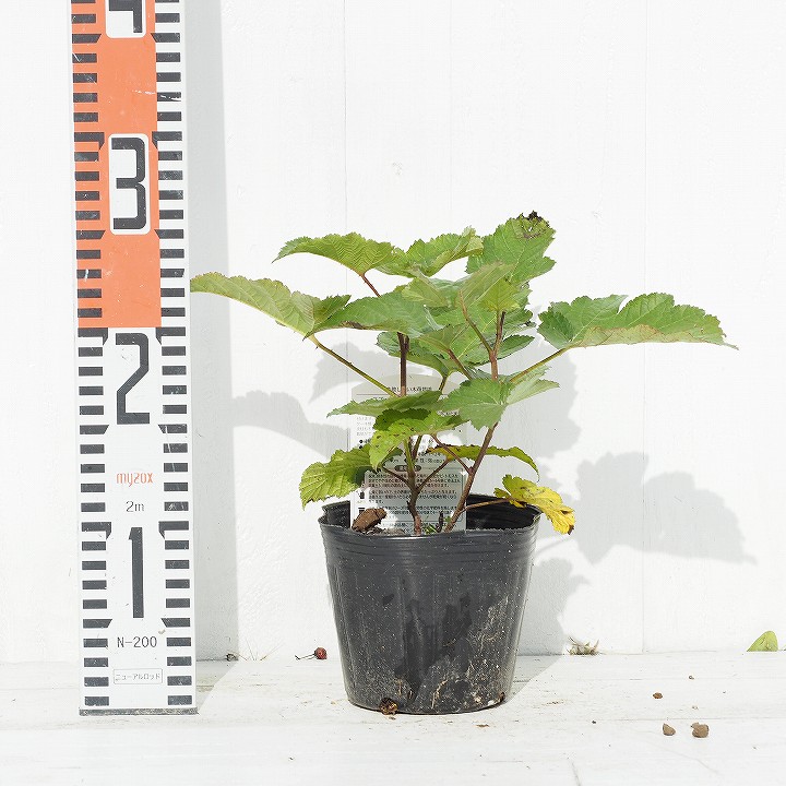 楽天市場 ラズベリー 苗 ウルトララズベリー レッドドリーム 2年生 ポット苗 キイチゴ 木いちご ベリー 苗木 果樹苗 苗木の専門店 グリーンでｇｏ