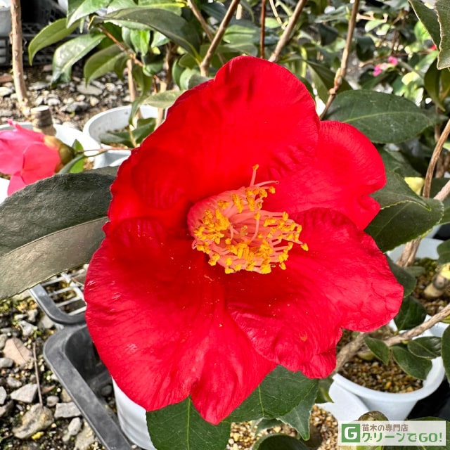 ツバキ imgrc0095171503.jpg