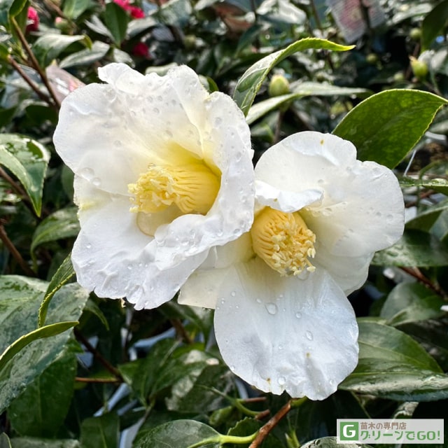 楽天市場】椿 苗木 接木苗 【頌花宴 （しょうかえん）一重咲き】 2年生