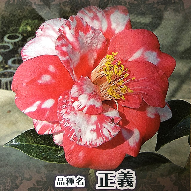 椿ページ 楽天市場】椿（ツバキ）シルバータワー 6号 接ぎ木苗木（g4-1） : 千草園芸