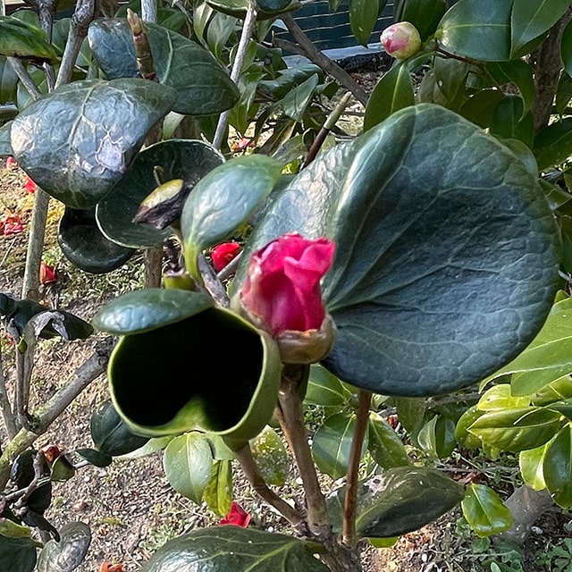 椿 苗木 2年生 挿し木苗 ツバキ 植木 花木 庭木 シンボルツリー 生垣 目隠し 常緑樹 高木 9周年記念イベントが
