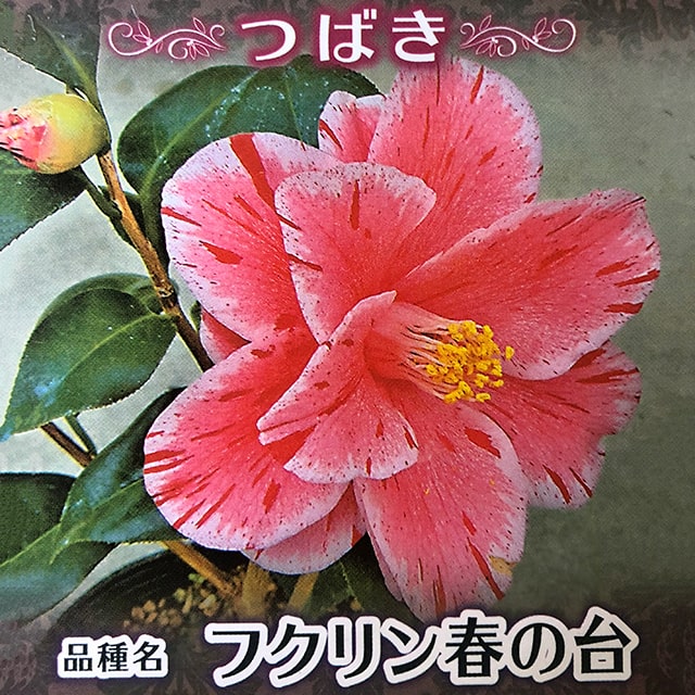 楽天市場】椿 苗木 【毛利呼子鳥 （もうりよぶこどり） 中輪咲き】 2