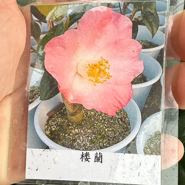 とうふ苗木 Amazon | 桜 おしどり桜 苗木 3.5号 八重 豆桜 富士桜 矮性 盆栽