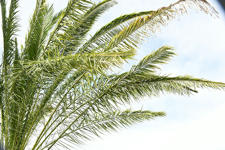 現品発送 ヤシ 苗木 ヤシの木 カナリーヤシ 鉢植え フェニックス 南国風 庭 木 苗木 観葉植物 植木 庭木 シンボルツリー 常緑樹 高木 全国発送可 R309 1 Liceochiloe Cl