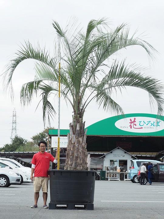 苗木 多肉植物 現品発送 耐寒性 ココスヤシ ヤシ ヤシの木 鉢上げ管理 ギフト向けコチョウラン 南国風 庭 木 苗木 観葉植物 植木 庭木 シンボルツリー 常緑樹 高木 全国発送可 北海道 沖縄 離島不可 根巻苗でのお届け 写真の鉢は別売り R110 15