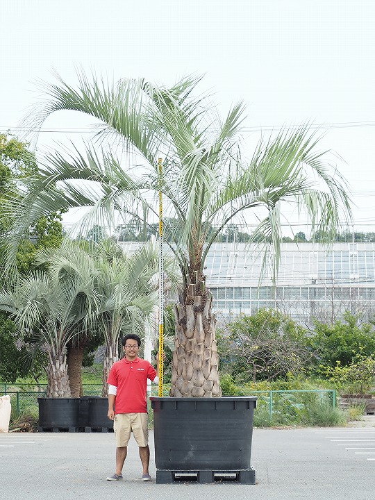 苗木 多肉植物 現品発送 耐寒性 ココスヤシ ヤシ ヤシの木 鉢上げ管理 ギフト向けコチョウラン 南国風 庭 木 苗木 観葉植物 植木 庭木 シンボルツリー 常緑樹 高木 全国発送可 北海道 沖縄 離島不可 根巻苗でのお届け 写真の鉢は別売り R110 15