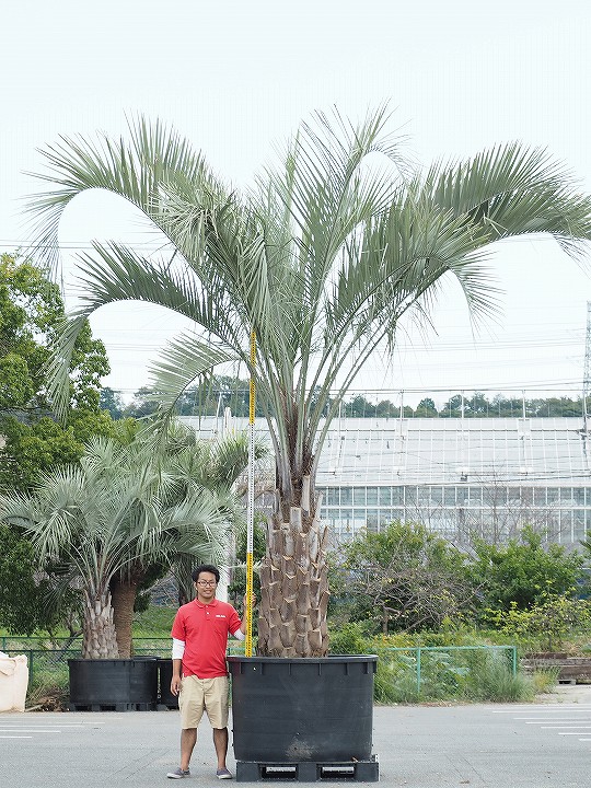 激安本物 耐寒性 ヤシ 苗木 <br> 根巻苗 <br>南国風 庭 木 観葉植物 植木 庭木 シンボルツリー 常緑樹 高木 <br>r407-80 