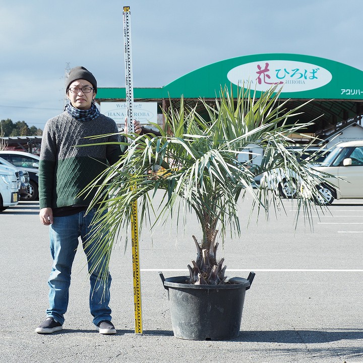 ココス 東海地区一番の店頭 耐寒性 現品発送 植木 リゾート系シンボルツリーとして人気 苗木 愛知県 ヤシの木 三重県 岐阜県 在庫数 花ひろば 現品発送 耐寒性 ヤシ 苗木 ヤシの木 ココスヤシ 鉢上げ管理 南国風 庭 木 苗木 観葉植物 植木 庭木 シンボル