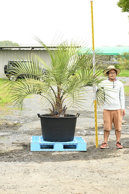 注目ブランドのギフト 耐寒性 ヤシ 苗木 鉢植え 南国風 庭 木 観葉植物 植木 庭木 シンボルツリー 常緑樹 高木 R407 14 Fucoa Cl