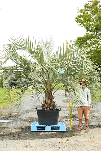 楽天市場】【現品発送】 耐寒性 ヤシ 苗木 【ヤシの木 ココスヤシ 鉢 ...