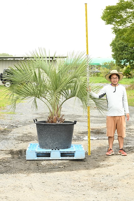 値引き 耐寒性 ヤシ 苗木 鉢植え 南国風 庭 木 観葉植物 植木 庭木 シンボルツリー 常緑樹 高木 R407 32 Fucoa Cl