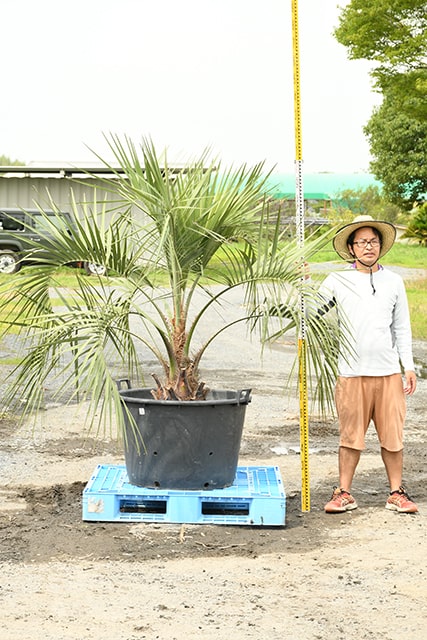 最大49 Offクーポン 耐寒性 ヤシ 苗木 鉢植え 南国風 庭 木 観葉植物 植木 庭木 シンボルツリー 常緑樹 高木 R407 29 Fucoa Cl