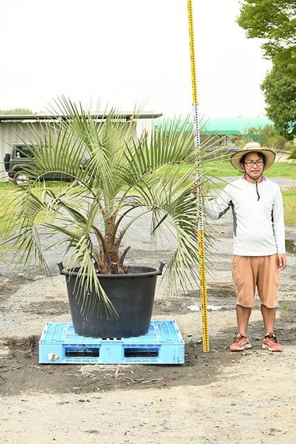 ビッグ割引 耐寒性 ヤシ 苗木 鉢植え 南国風 庭 木 観葉植物 植木 庭木 シンボルツリー 常緑樹 高木 R407 32 Fucoa Cl