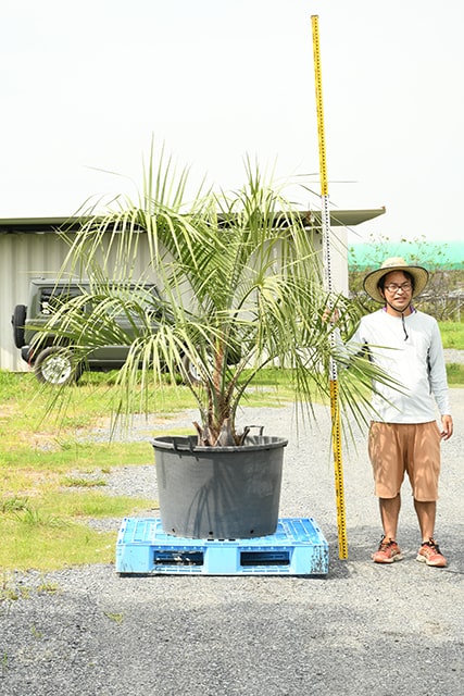 380円 衝撃特価 耐寒性 ヤシ 苗木 鉢植え 南国風 庭 木 観葉植物 植木 庭木 シンボルツリー 常緑樹 高木 R407 34