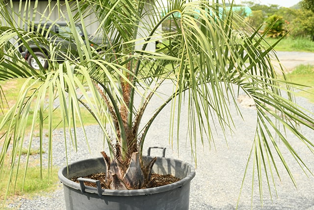 380円 衝撃特価 耐寒性 ヤシ 苗木 鉢植え 南国風 庭 木 観葉植物 植木 庭木 シンボルツリー 常緑樹 高木 R407 34