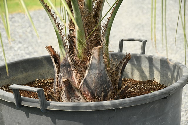 380円 衝撃特価 耐寒性 ヤシ 苗木 鉢植え 南国風 庭 木 観葉植物 植木 庭木 シンボルツリー 常緑樹 高木 R407 34