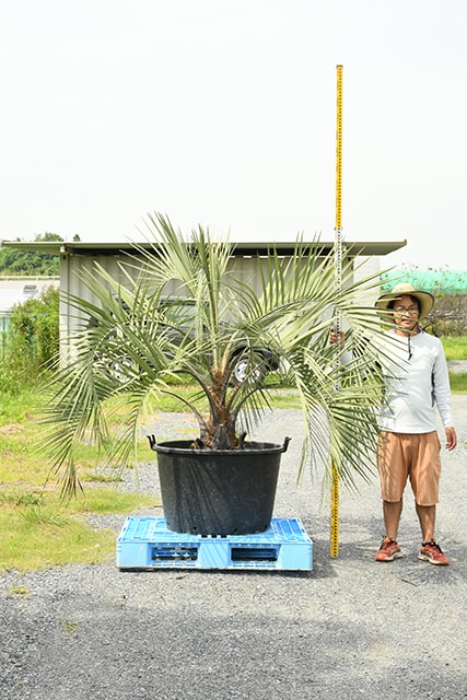 おしゃれ 耐寒性 ヤシ 苗木 鉢植え 南国風 庭 木 観葉植物 植木 庭木 シンボルツリー 常緑樹 高木 R407 35 Fucoa Cl