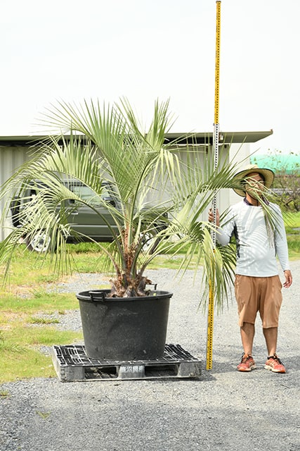 最大92％オフ！ ヤシの木 ココスヤシ 南国風 人気 ecousarecycling.com