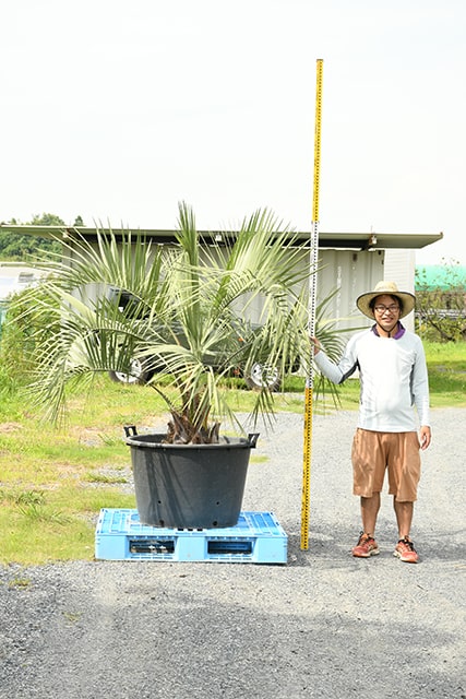 75 以上節約 耐寒性 ヤシ 苗木 鉢植え 南国風 庭 木 観葉植物 植木 庭木 シンボルツリー 常緑樹 高木 R407 37 Fucoa Cl