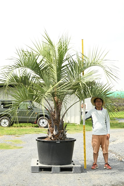 人気商品ランキング 耐寒性 ヤシ 苗木 鉢植え 南国風 庭 木 観葉植物 植木 庭木 シンボルツリー 常緑樹 高木 R407 24 Fucoa Cl