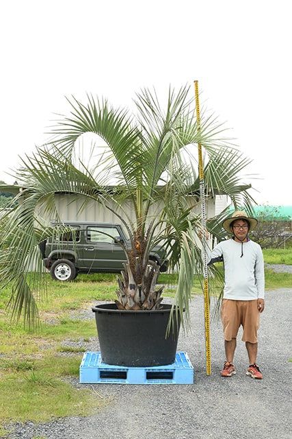耐寒性 ヤシ r407-48 シンボルツリー 南国風 常緑樹 庭 庭木 木 根巻苗 植木 苗木 観葉植物 高木 2022年最新海外 苗木 耐寒性 ヤシ r407-48 シンボルツリー 南国風 常緑樹 庭 庭木 木 根巻苗 植木 苗木 観葉植物 高木 2022年最新海外 苗木