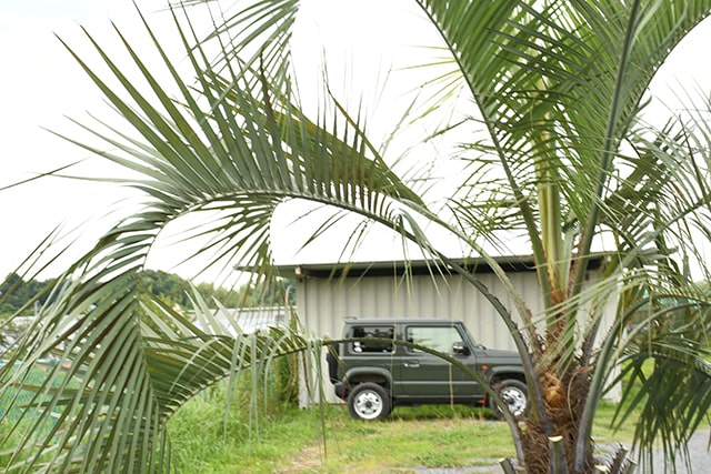 新品送料無料 耐寒性 ヤシ 苗木 根巻苗 南国風 庭 木 観葉植物 植木 庭木 シンボルツリー 常緑樹 高木 r407-48  www.thelodgemaribaya.com