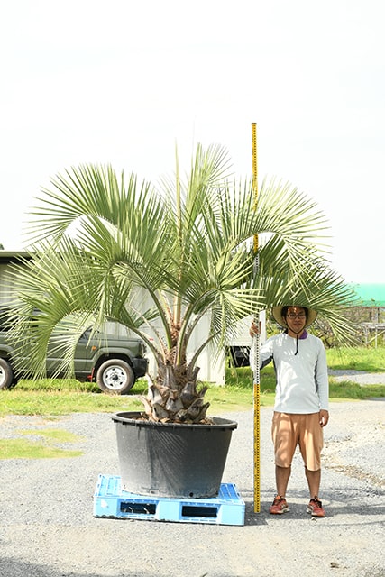 サイズ ヤフオク ヤシ シンボルツリー 庭木22 09 ココスヤシ つため