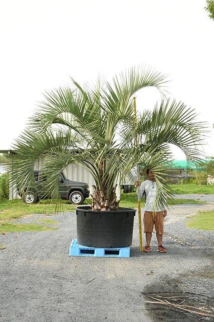 受賞店 耐寒性 ヤシ 苗木 根巻苗 南国風 庭 木 観葉植物 植木 庭木 シンボルツリー 常緑樹 高木 R407 51 Fucoa Cl