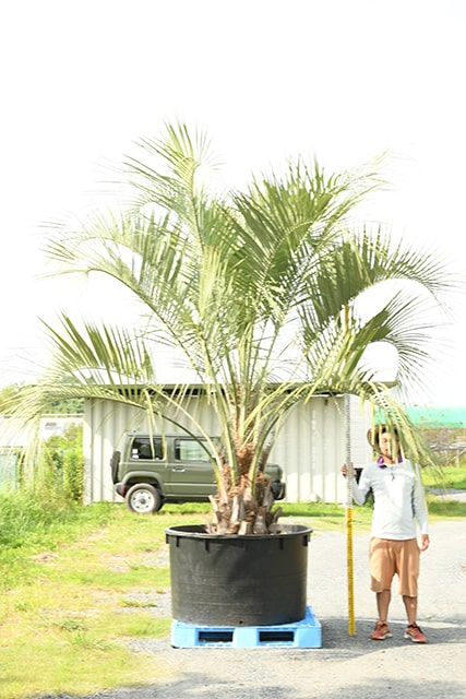 福袋セール 耐寒性 ヤシ 苗木 根巻苗 南国風 庭 木 観葉植物 植木 庭木 シンボルツリー 常緑樹 高木 R407 52 Fucoa Cl