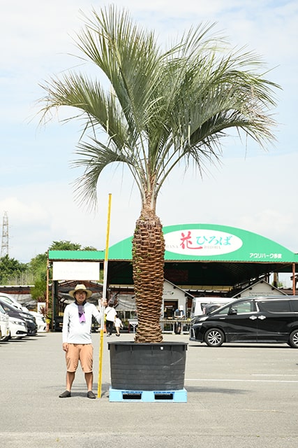 耐寒性 ヤシ 苗木 根巻苗 南国風 庭 木 観葉植物 植木 庭木 シンボルツリー 常緑樹 高木 R407 60 お得セット