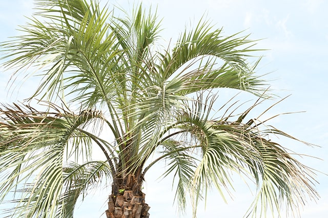 79%OFF!】 耐寒性 ヤシ 苗木 根巻苗 南国風 庭 木 観葉植物 植木 庭木 シンボルツリー 常緑樹 高木 r407-61 br