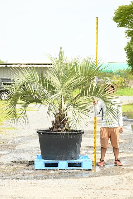 耐寒性 ヤシ 苗木 木 常緑樹 観葉植物 庭 R407 7 シンボルツリー 植木 南国風