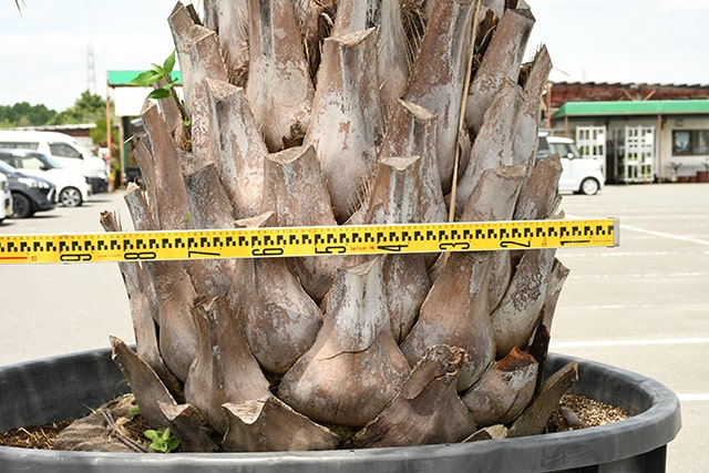  耐寒性 ヤシ 苗木  根巻苗 南国風 庭 木 苗木 観葉植物 植木 庭木 シンボルツリー 常緑樹 高木  r407-65