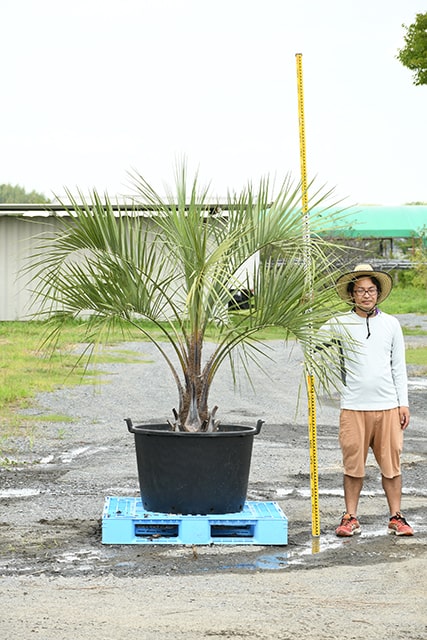 耐寒性 ヤシ 苗木 木 鉢植え 高木 シンボルツリー 観葉植物 庭 南国風 常緑樹 R407