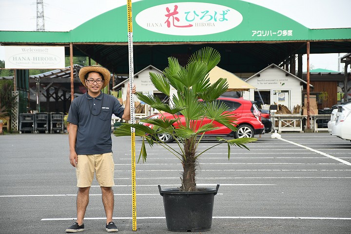 現品発送 耐寒性 すらっとした ヤシ 苗木 ヤシの木 トウシュロ 根巻き苗 トウジュロ 南国風 庭 木 苗木 観葉植物 植木 庭木 シンボルツリー 常緑樹 高木 メダカの産卵用 棕櫚 全国発送可 鉢込 Syuro R8 07 Onpointchiro Com