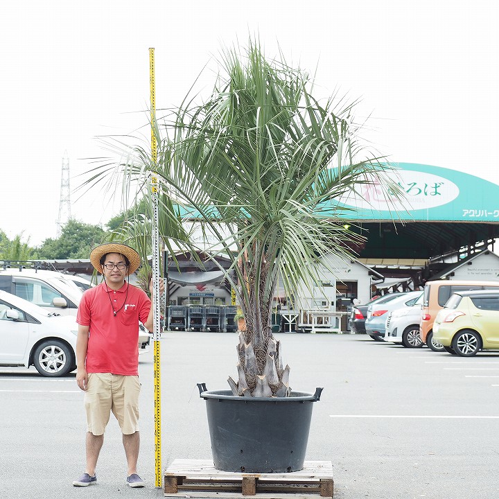 北海道 沖縄 離島不可 ココスヤシ シンボルツリー 苗木 耐寒性 ココスヤシ 夏野菜苗 写真の鉢は別売り 現品発送 植木 根巻苗でのお届け 木 鉢上げ管理 高木 観葉植物 庭木 苗木 現品発送 庭 常緑樹 南国風 全国発送可 ヤシ ヤシの木