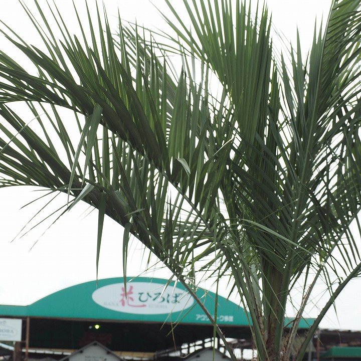 苗木 現品発送 ココスヤシ 耐寒性 庭木 ヤシ ヤシの木 鉢上げ管理 南国風 庭 花ひろばのオンラインショップ 木 苗木 観葉植物 植木 庭木 シンボルツリー 常緑樹 高木 全国発送可 北海道 沖縄 離島不可 根巻苗でのお届け 写真の鉢は別売り Yashi 17