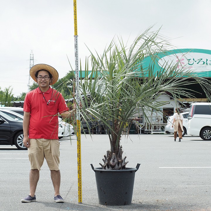 庭木 観葉植物 リゾート系シンボルツリーとして人気 庭 南国風 在庫数 花ひろば 南国風 現品発送 高木 ヤシ 岐阜県 苗木 ヤシの木 現品発送 愛知県 鉢上げ管理 苗木 ヤシの木 植木 木 耐寒性 ココスヤシ 東海地区一番の店頭 ココス 苗木 三重県