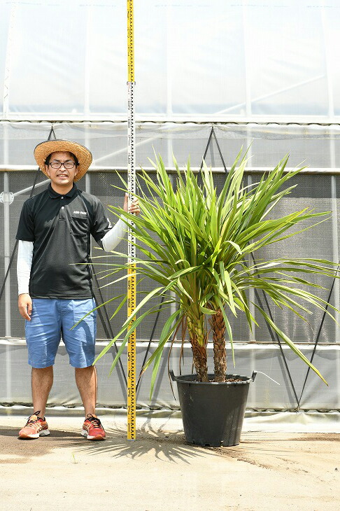 現品発送 観葉植物 ドラセナ 苗木 青ドラセナ 根巻き苗 コルジリネ ニオイシュロラン 南国風 苗木 植木 庭木 シンボルツリー 常緑樹 中木 Dora R307 10 Tajikhome Com