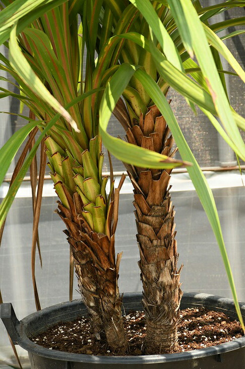 現品送出す 観葉植物 ドラセナ 苗木 青みドラセナ 賦性巻苗 コルジリネ ニオイシュロラン 南国風習 苗木 植木 庭木 標高木 常緑樹 中木 Dora R307 10 Oceanblueflorida Com