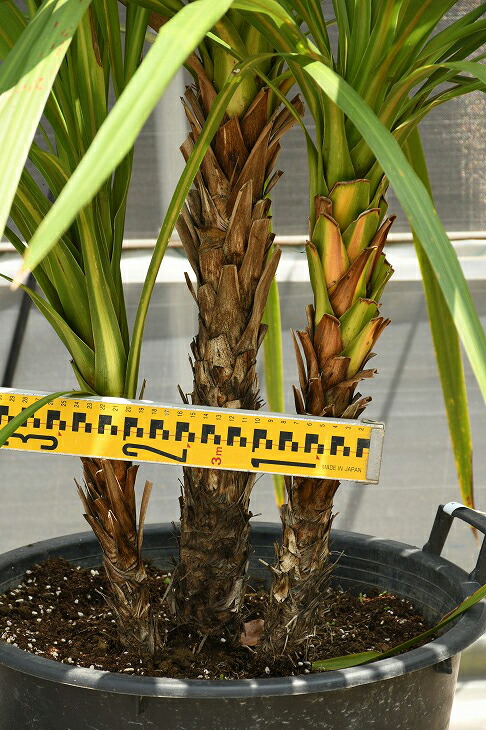 リゾート系シンボルツリーとして人気 ドラセナ 現品発送 観葉植物 ドラセナ 苗木 青ドラセナ 根巻き 根巻き 中木 コルジリネ ニオイシュロラン 南国風 苗木 植木 庭木 シンボルツリー 常緑樹 中木 Dora R307 12 苗木の専門店 グリーンでｇｏ