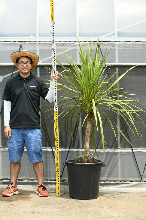 限定販売 リゾート系シンボルツリーとして人気 現品発送 観葉植物 ドラセナ 苗木 青ドラセナ 根巻き コルジリネ ニオイシュロラン 南国風 苗木 植木 庭木 シンボルツリー 常緑樹 中木 Dora R307 18 熱い販売ランキング1位 限定販売 リゾート系シンボルツリーとして人気 現品発送 観葉植物 ドラセナ 苗木 青ドラセナ 根巻き コルジリネ ニオイシュロラン 南国風 苗木 植木 庭木 シンボルツリー 常緑樹 中木 Dora R307 18 熱い販売ランキング1位