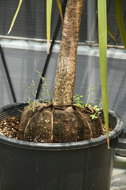 現品発送 観葉植物 ドラセナ 苗木 青ドラセナ 根巻き苗 コルジリネ ニオイシュロラン 南国風 苗木 植木 庭木 シンボルツリー 常緑樹 中木 Dora R307 18 Salon Raquet De