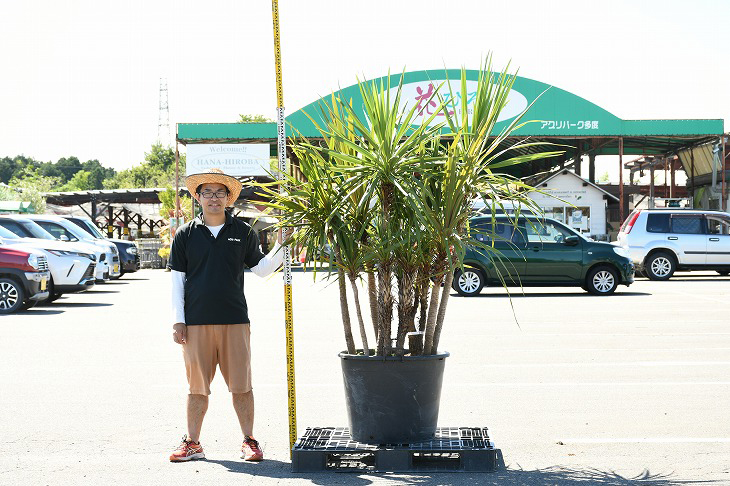 現品発送 観葉植物 ドラセナ 苗木 青ドラセナ 鉢植え コルジリネ ニオイシュロラン 南国風 苗木 植木 庭木 シンボルツリー 常緑樹 中木 Dora R307 3 Factor100 Co Il