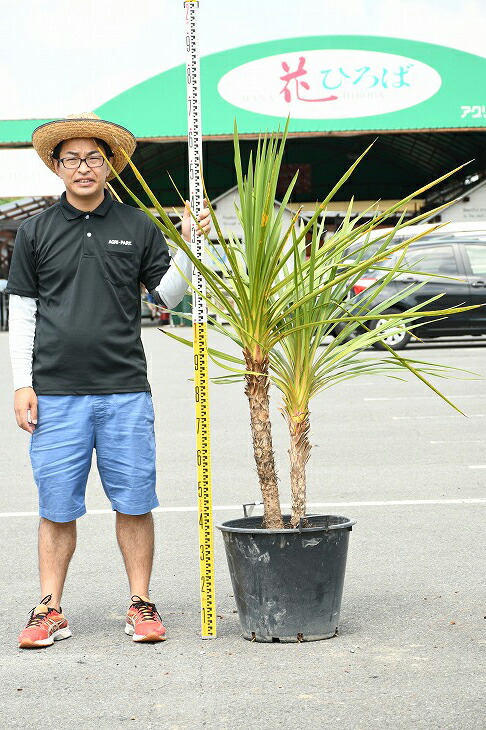 現品出す 観葉植物 ドラセナ 若木 青味ドラセナ 人格vol 苗 コルジリネ ニオイシュロラン 南国しきたり 苗木 植木 庭木 記号木 常緑樹 中木 Dora R307 6 Formmachile Cl