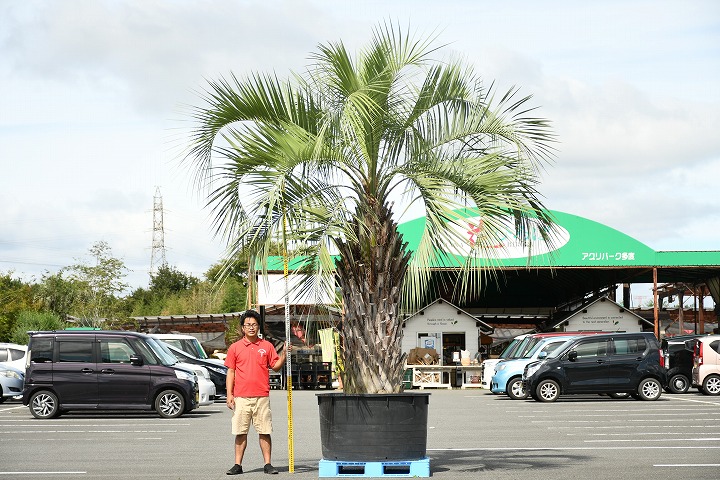 現品発送 高木 耐寒性 ヤシ 苗木 ヤシの木 植木 ココスヤシ 鉢上げ管理 ココスヤシ 南国風 庭 木 苗木 観葉植物 植木 庭木 シンボルツリー 常緑樹 高木 根巻苗でのお届け 写真の鉢は別売り R9 1 苗木の専門店 グリーンでgo 現品発送 ココス ヤシの木 愛知 現品発送 高木 耐寒性 ヤシ 苗木 ヤシの木 植木 ココスヤシ 鉢上げ管理 ココスヤシ 南国風 庭 木 苗木 観葉植物 植木 庭木 シンボルツリー 常緑樹 高木 根巻苗でのお届け 写真の鉢は別売り R9 1 苗木の専門店 グリーンでgo 現品発送 ココス ヤシの木 愛知