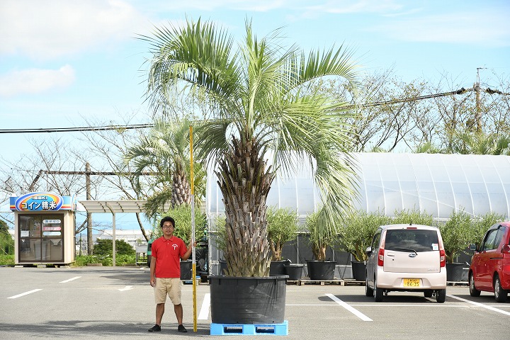 現品発送 耐寒性 ヤシ ヤシの木 植木 苗木 耐寒性 ヤシの木 ココスヤシ 鉢上げ管理 南国風 庭 木 苗木 観葉植物 植木 庭木 シンボルツリー 常緑樹 高木 根巻苗でのお届け 写真の鉢は別売り R9 1 苗木の専門店 グリーンでgo 現品発送 ココス ヤシの木 現品発送 耐寒性 ヤシ ヤシの木 植木 苗木 耐寒性 ヤシの木 ココスヤシ 鉢上げ管理 南国風 庭 木 苗木 観葉植物 植木 庭木 シンボルツリー 常緑樹 高木 根巻苗でのお届け 写真の鉢は別売り R9 1 苗木の専門店 グリーンでgo 現品発送 ココス ヤシの木