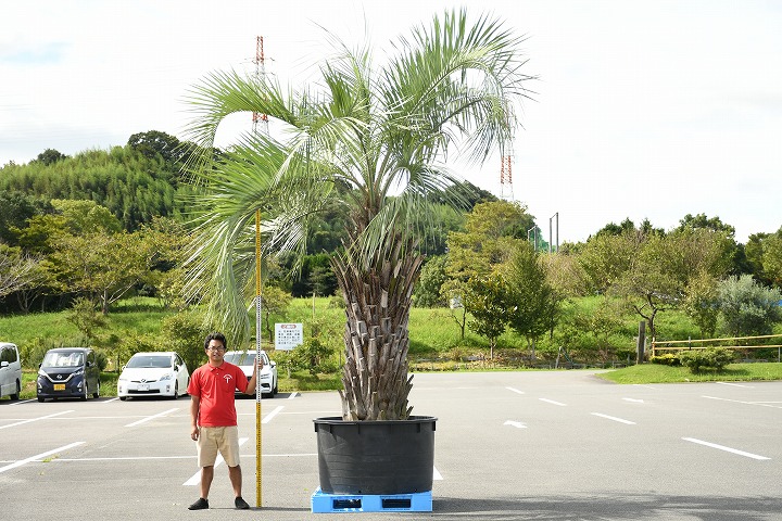 苗木 ココスヤシ ヤシ 現品発送 南国風 耐寒性 観葉植物 植木 ヤシの木 庭 木 シンボルツリー 鉢上げ管理 苗木 観葉植物 植木 庭木 シンボルツリー 常緑樹 高木 根巻苗でのお届け 写真の鉢は別売り R9 1 苗木の専門店 グリーンでｇｏ 現品発送 ココス