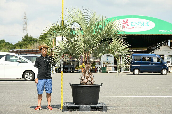 現品発送 耐寒性 ヤシ 苗木 ヤシの木 ココスヤシ 鉢上げ管理中 鉢植え 南国風 庭 木 苗木 観葉植物 植木 庭木 シンボルツリー 常緑樹 高木 R307 18a Tajikhome Com