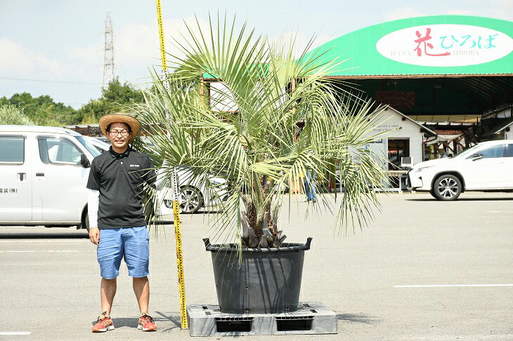 現品発送 耐寒性 ヤシ 苗木 ヤシの木 ココスヤシ 鉢上げ管理中 鉢植え 南国風 庭 木 苗木 観葉植物 植木 庭木 シンボルツリー 常緑樹 高木 R307 25 Serviam Com Uy